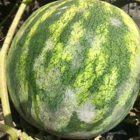 thumbnail for publication: Powdery Mildew on Watermelon in Florida